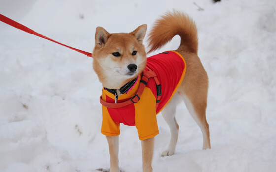 九游官网下载电脑版-《英雄联盟跨洲对抗，豪强争锋谁与争锋？》