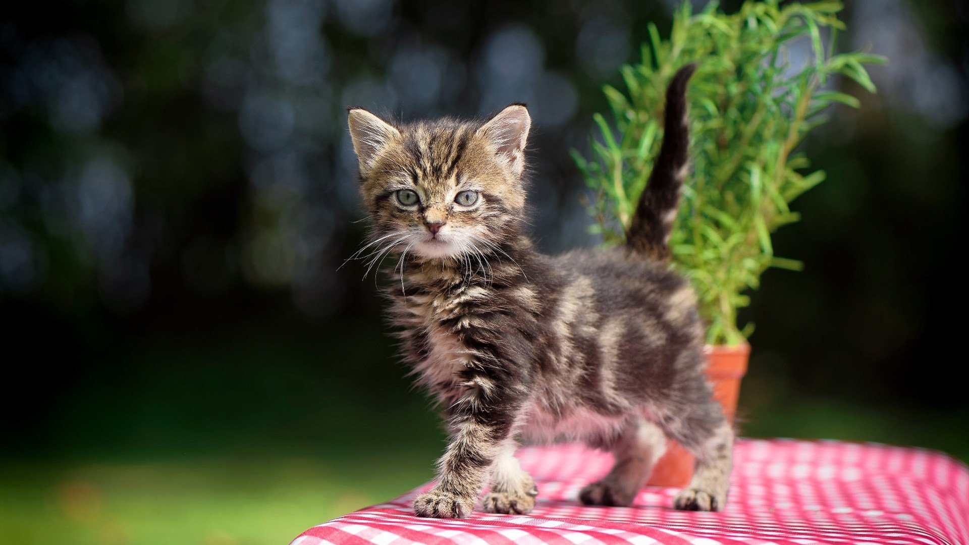 特色足球主题文化街区在全国多个省市落地，助推城市品牌建设，足球特色学校宣传片