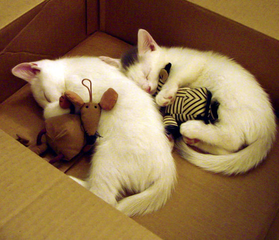 九游-青训“飞跃”计划：多地打造高水平青少年篮球训练基地，青少年篮球培训招生简章