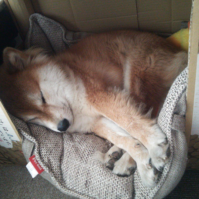 高空空中飞人秀,极速飞跃极限挑战极致视觉体验,空中飞人项目视频