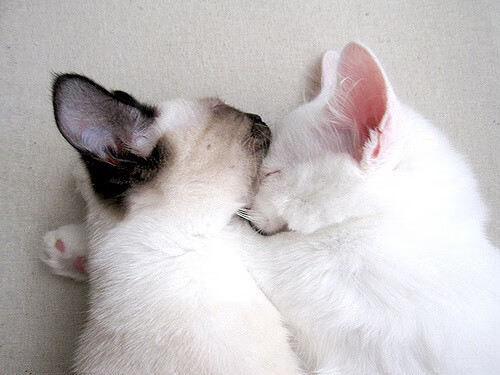 -C9战队品牌合作再升级，c9战队是谁赞助的