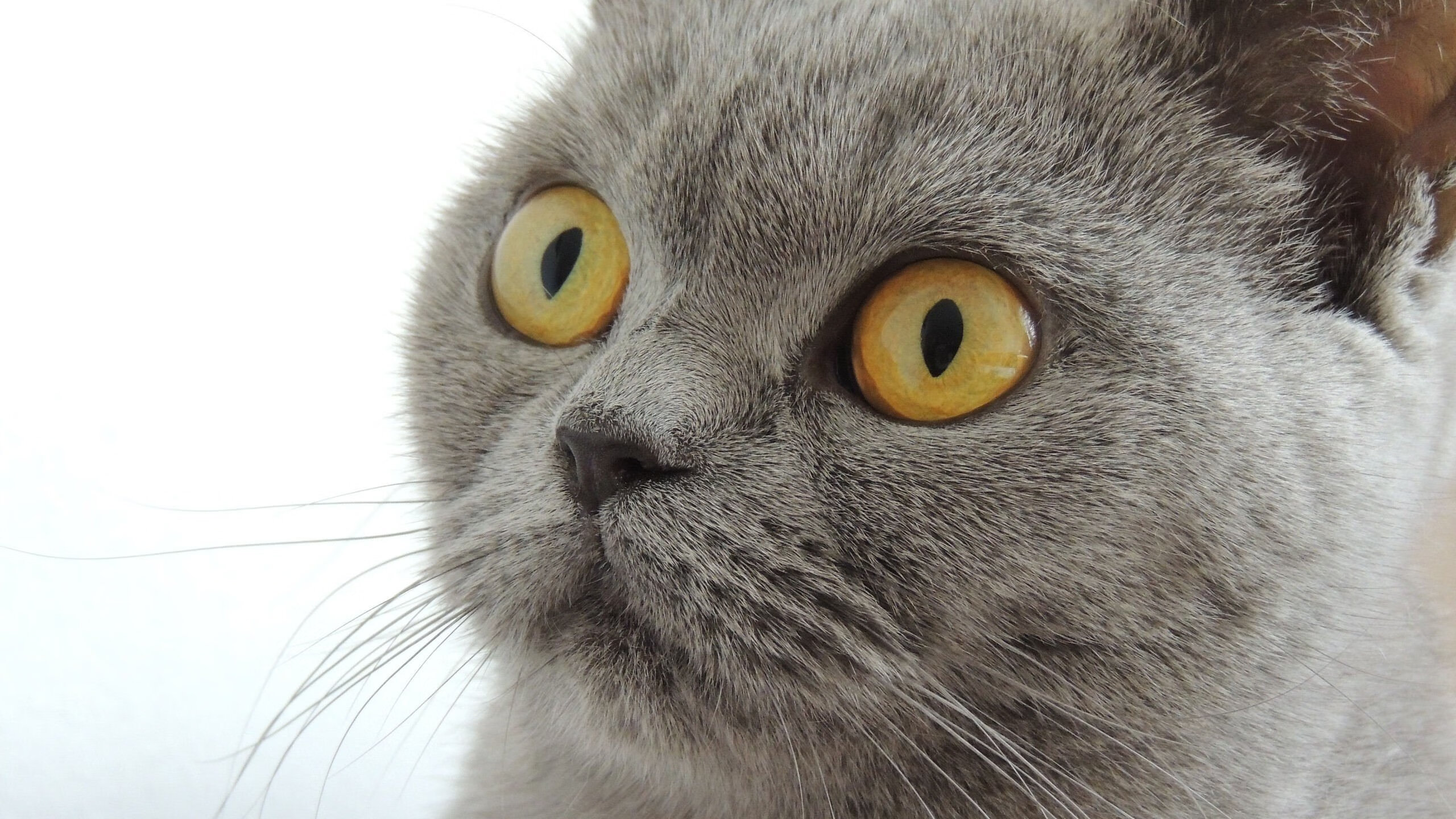 欧洲足球锦标赛冠军角逐激励球员备战,欧洲足球锦标联赛