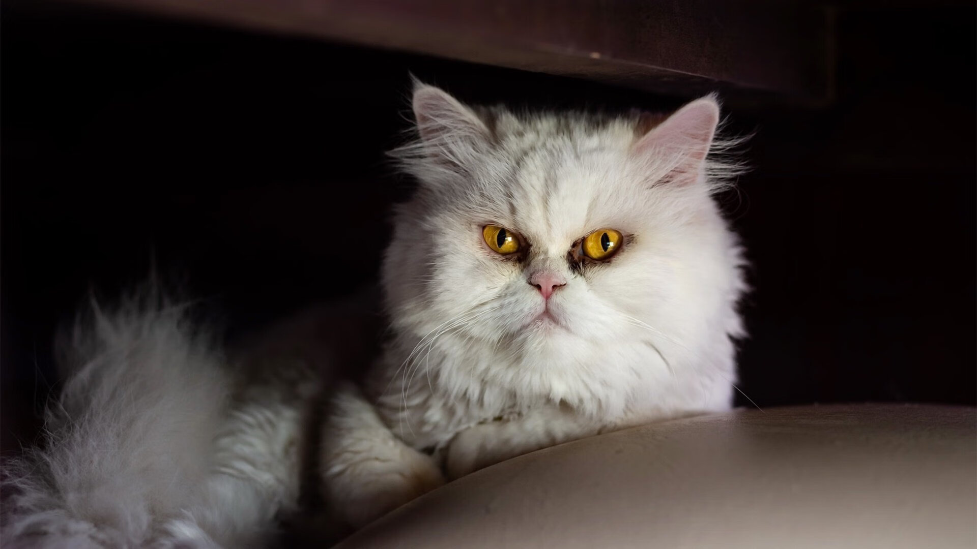 皇家马德里主场2-0战胜拉斯帕尔马斯,收获三分,皇家马德里晋级