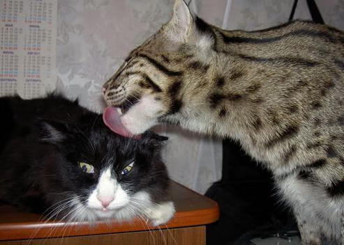 PSG需总结经验,强化团队协作,ps团队是什么