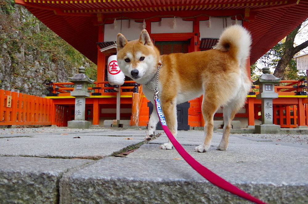 世界羽联排名更新 国羽多人跻身前十,世界羽联官方排名