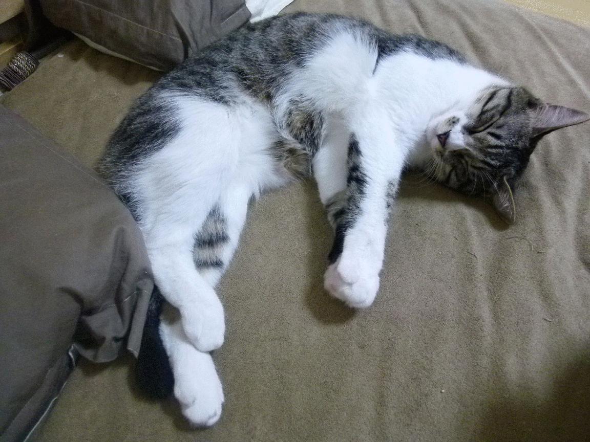 九游网页版入口-杨瀚森被誉为中国约基奇夏联表现惊艳，杨约翰初舞台