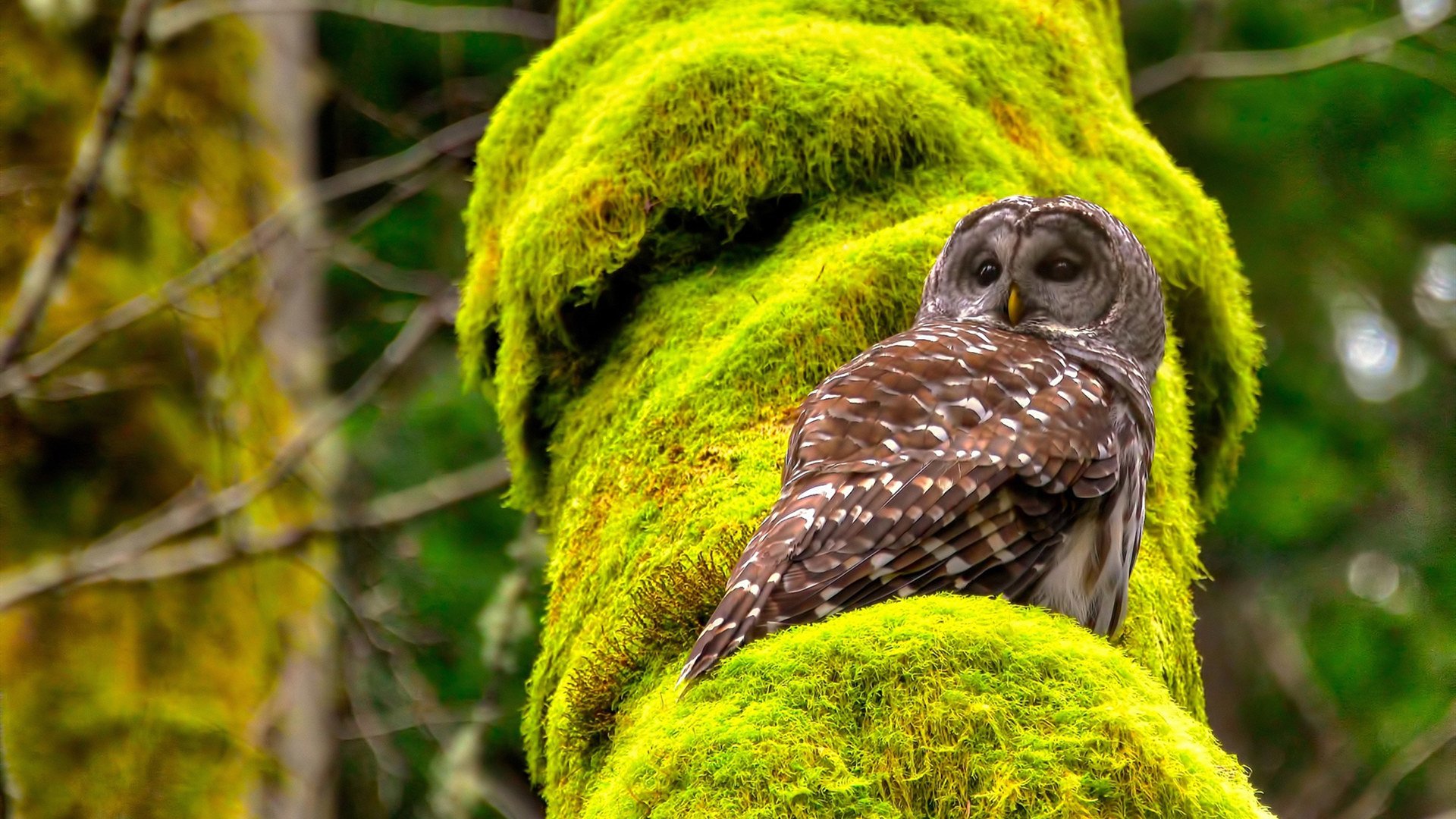 足球训练课强调节奏与协作并重,足球训练课强调节奏与协作并重的原因