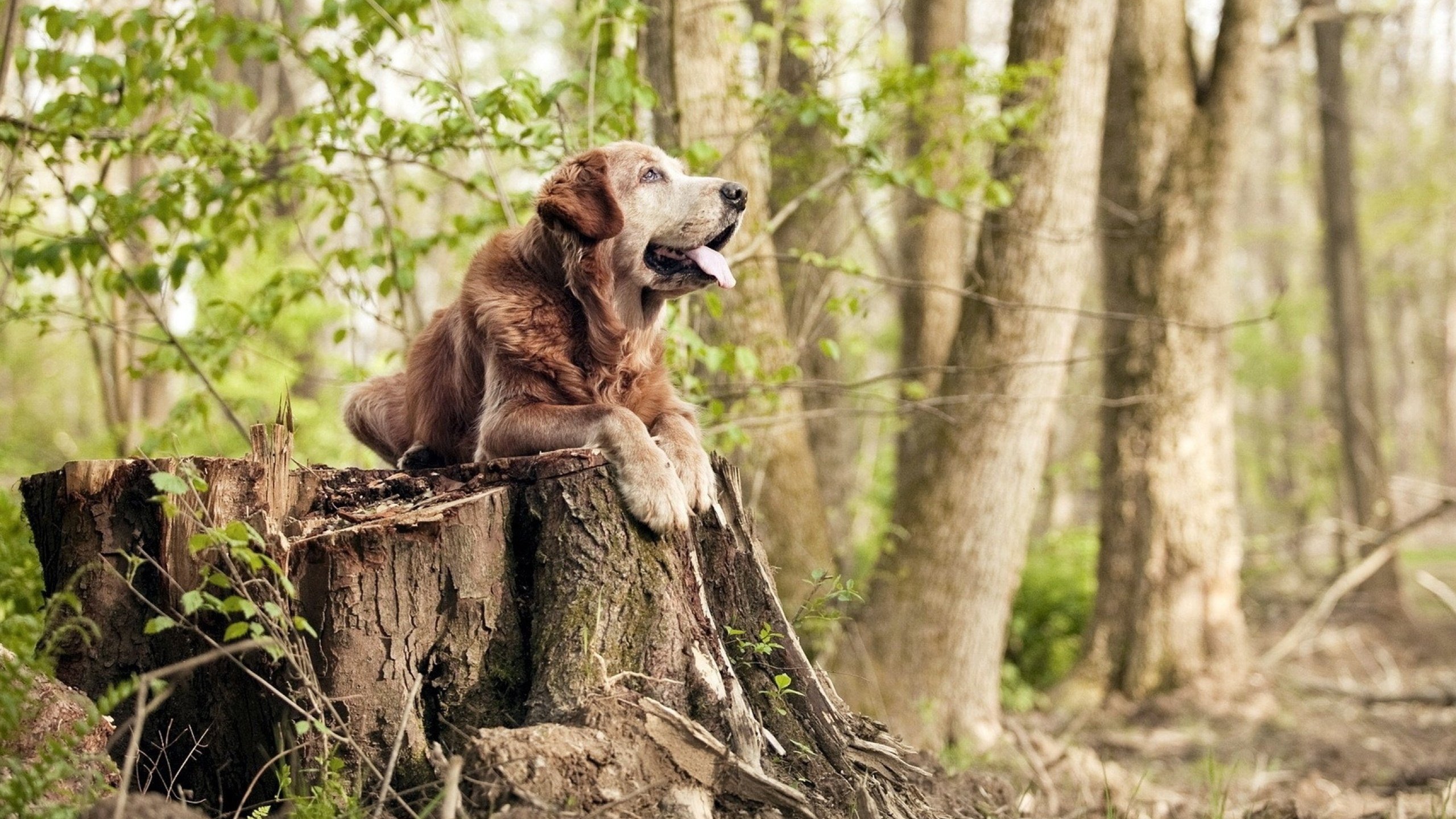乔治·巴尔:全黑队防线的“定海神针”,出色的防守技术为全队保驾护航