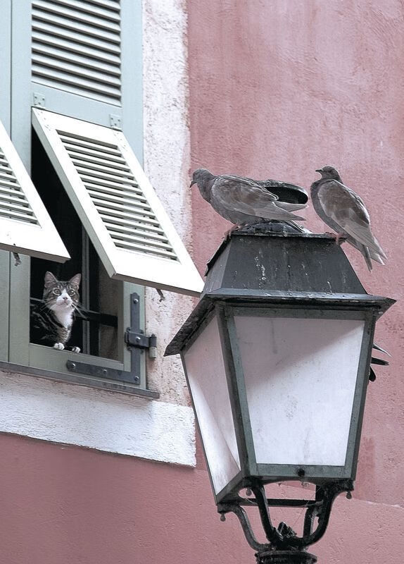 JIUYOU GAMING-詹姆斯末节连得十分湖人稳住局势，詹姆斯刚到湖人